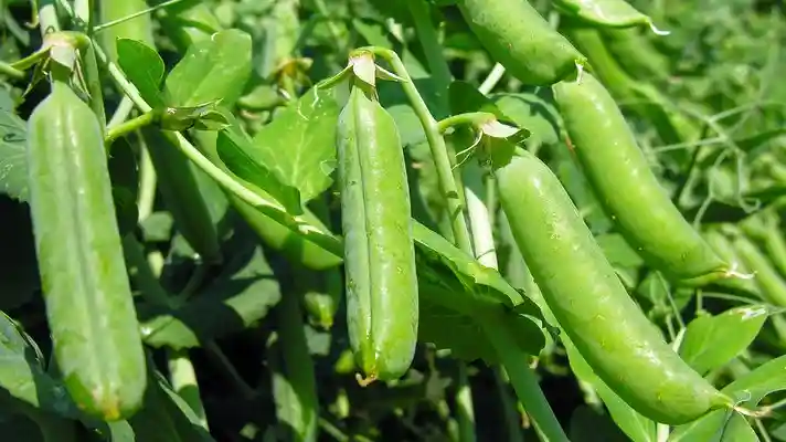 Matar ki kheti