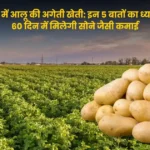सितंबर में आलू की अगेती खेती, इन 5 बातों का ध्यान रखें, 60 दिन में मिलेगी सोने जैसी कमाई