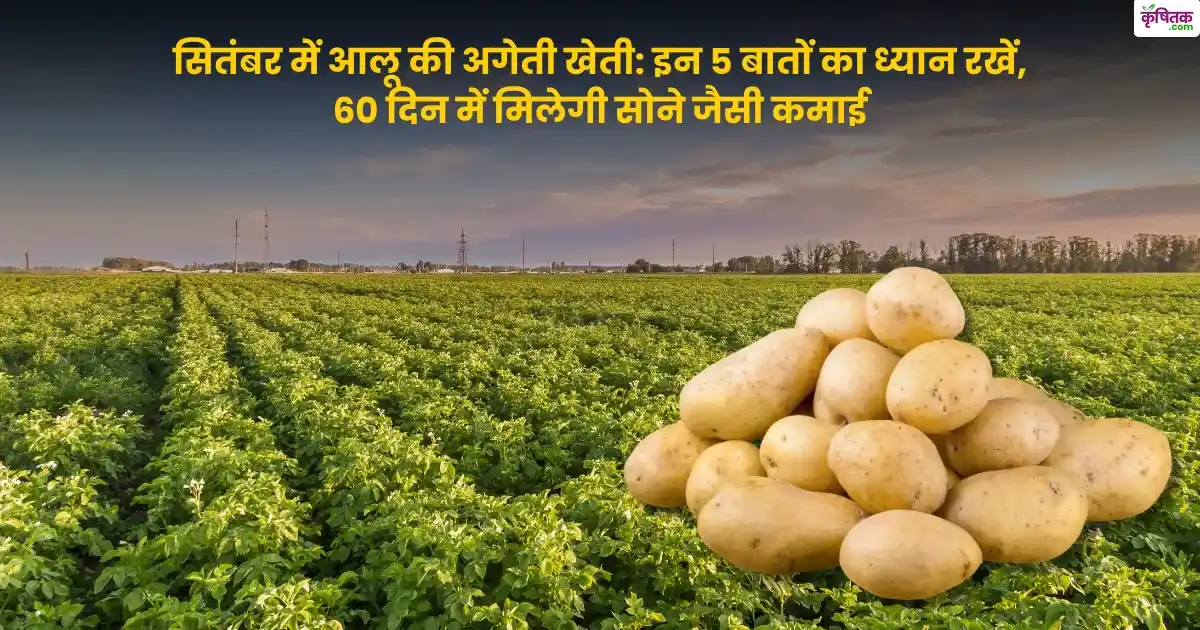 सितंबर में आलू की अगेती खेती, इन 5 बातों का ध्यान रखें, 60 दिन में मिलेगी सोने जैसी कमाई