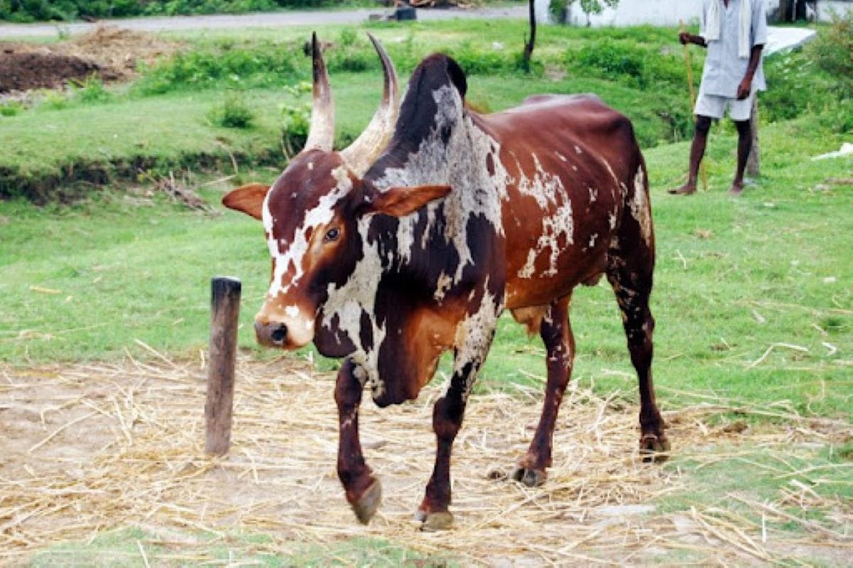 बरगुर गाय