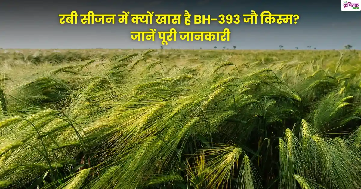 Barley Bh-393