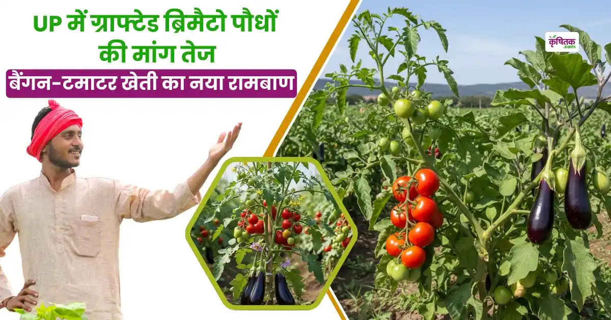 brimato farming in up