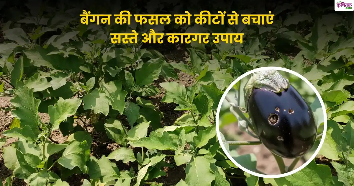 brinjal-crop-shoot-fruit-borer-control