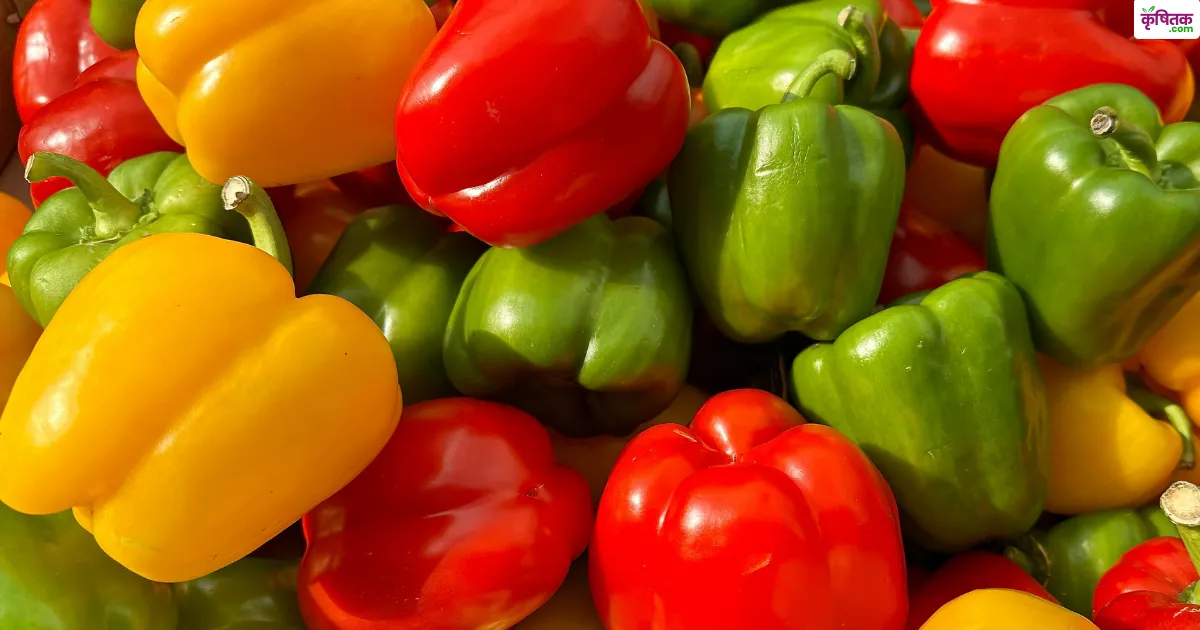 Shimla Mirch Ki Kheti Kaise Karen