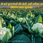 फूलगोभी की खेती