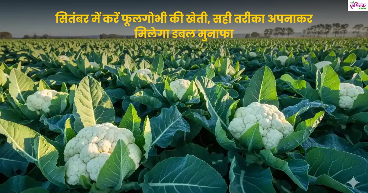 फूलगोभी की खेती