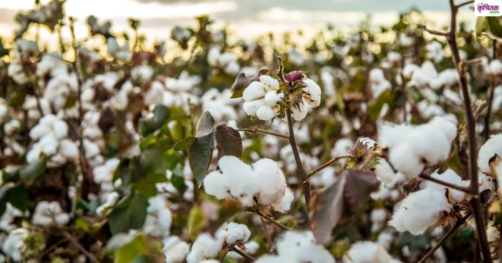 cotton price