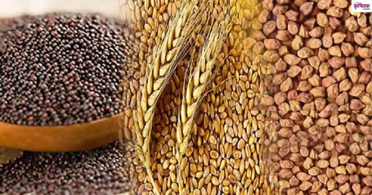 यूपी किसानों के लिए खुशखबरी, योगी सरकार फ्री में देगी दलहन-तिलहन का बीज