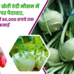 गांठ गोभी की खेती
