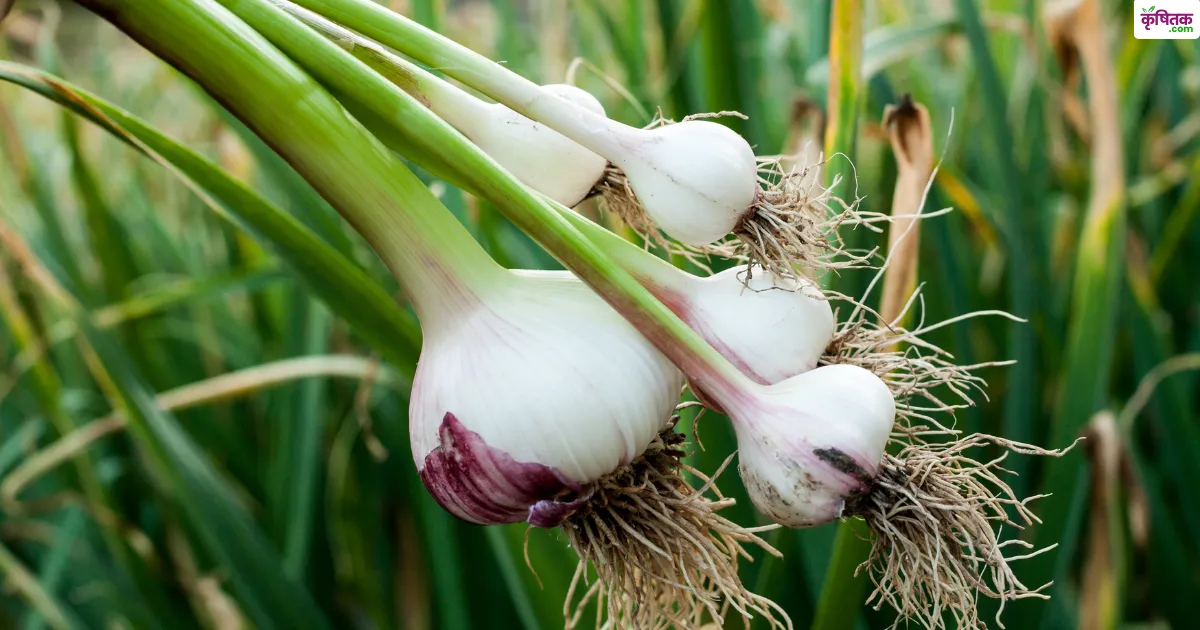 garlic farming