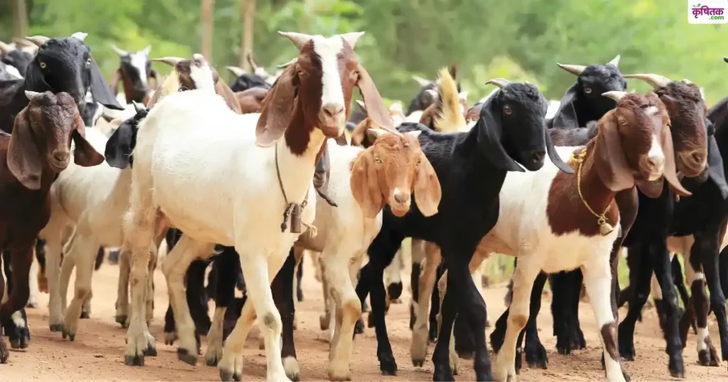 goat vaccination