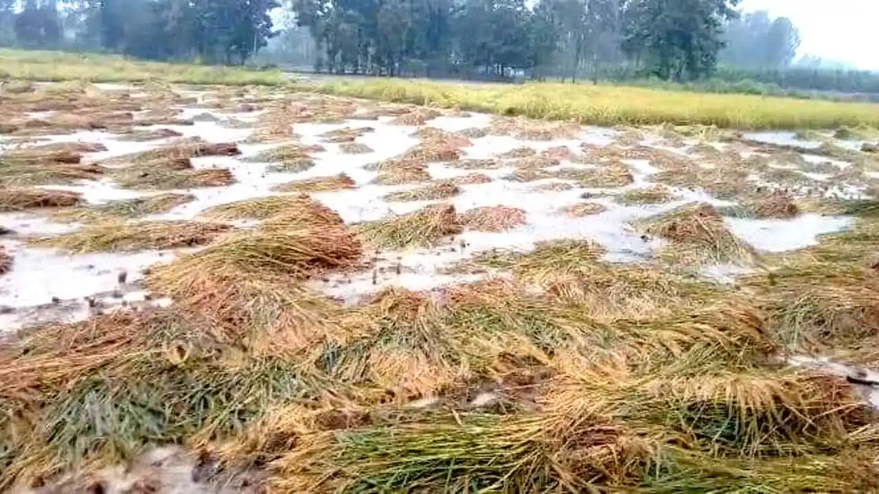 हरियाणा में 30 लाख एकड़ फसल नुकसान, 5 लाख किसानों ने ई-क्षतिपूर्ति पोर्टल पर किया आवेदन