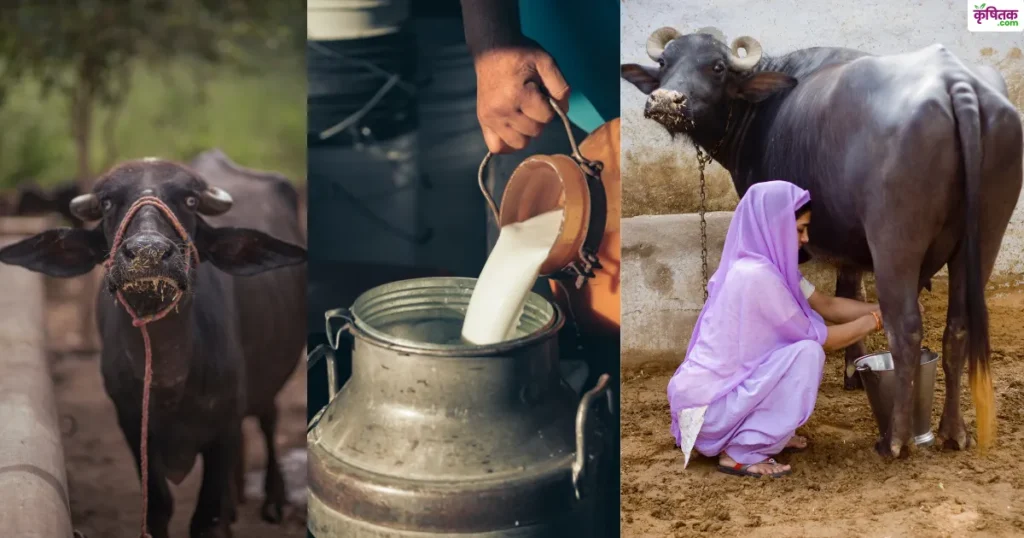 किसान भाइयों ध्यान दें, ये भैंस की नस्लें देंगी 25 लीटर तक दूध और मोटा मुनाफा