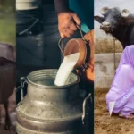 किसान भाइयों ध्यान दें, ये भैंस की नस्लें देंगी 25 लीटर तक दूध और मोटा मुनाफा