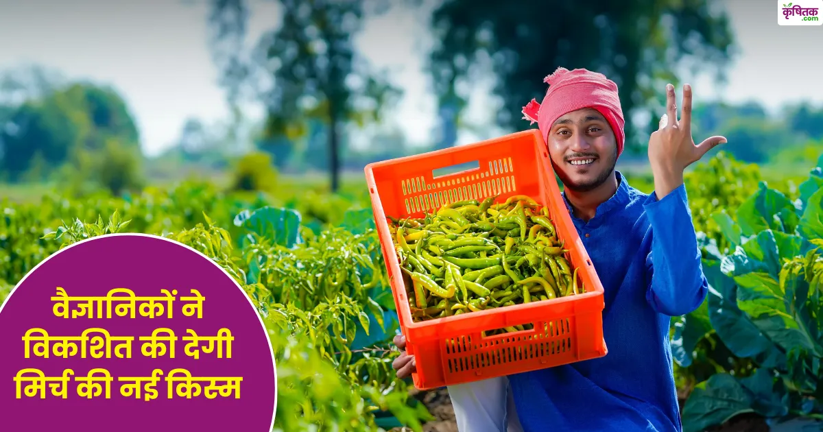 him-palam-capsicum-pepperica-1-chilli-variety