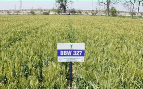 गेहूं की करण शिवानी DBW 327 किस्म, किसानों की आय दोगुनी करने वाली क्रांतिकारी वैरायटी