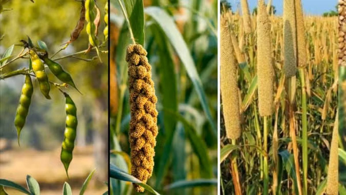 खरीफ सीजन 2025: धान, दाल और मोटे अनाज में बढ़ोतरी, नकदी फसलों का क्षेत्र घटा