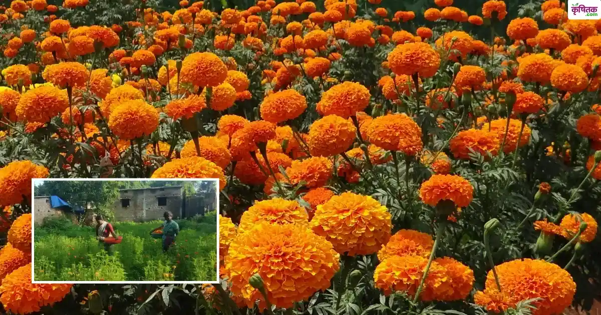 छत्तीसगढ़ के कांकेर में महिलाओं ने शुरू की गेंदे की खेती, ₹60-70 किलो में बिक रहे फूल