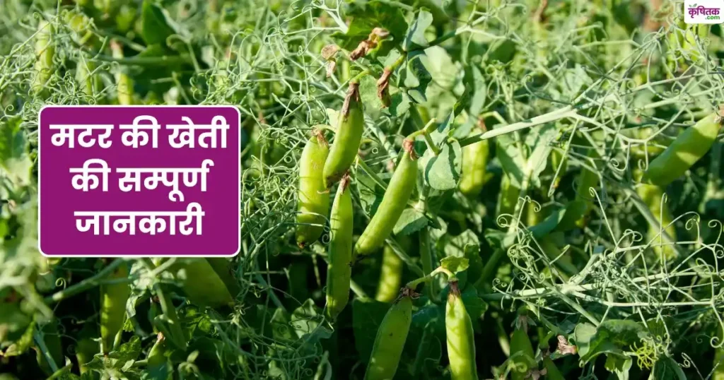 matar ki kheti