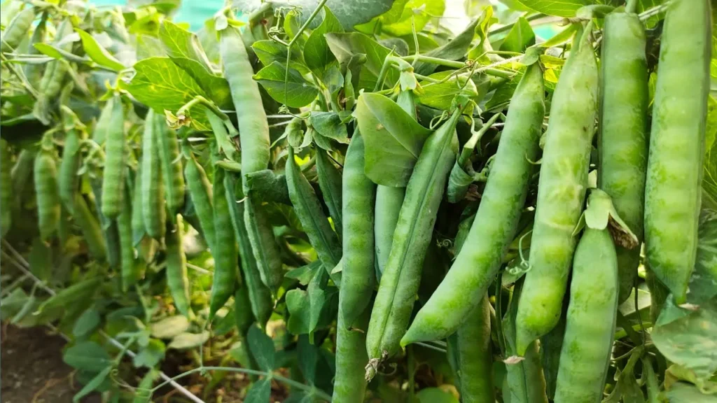 Matar ki kheti