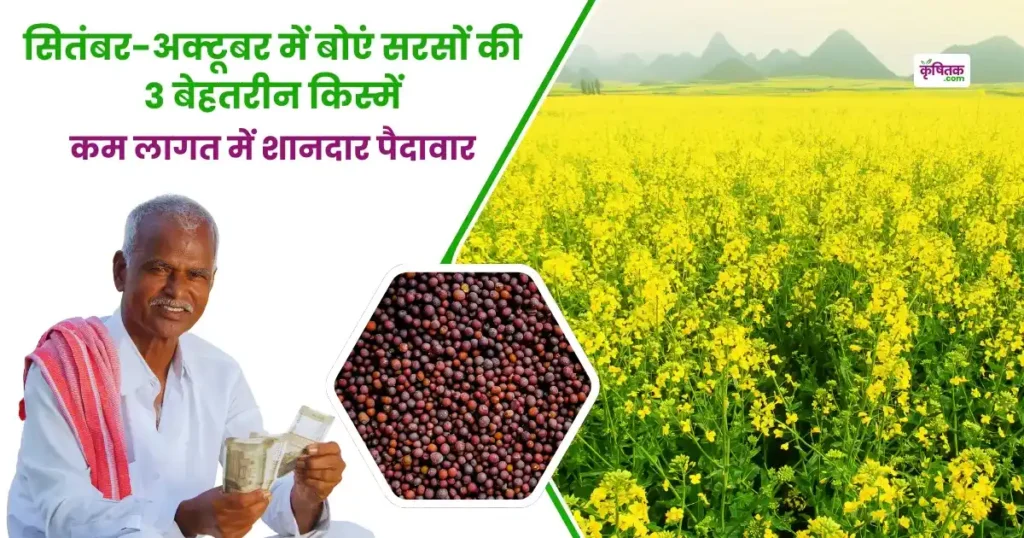 mustard-farming-3-best-varieties