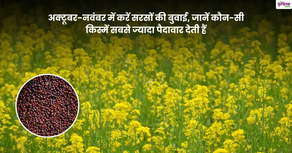 Mustard Cultivation october- november