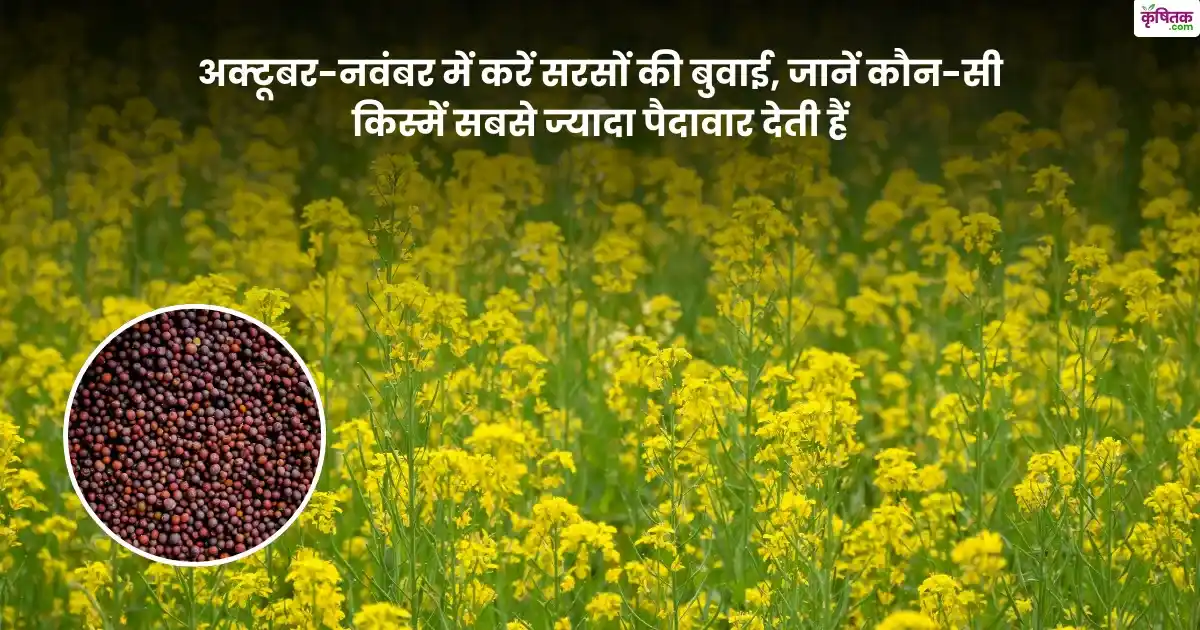 Mustard Cultivation october- november