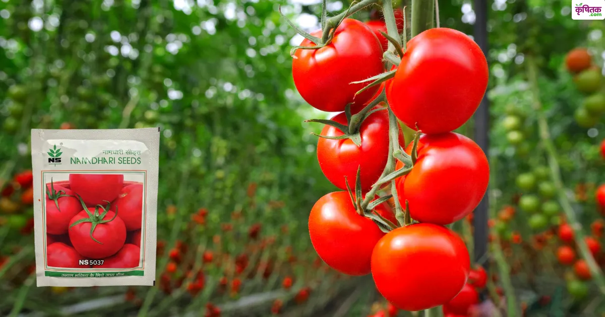 नामधारी 5037 टमाटर