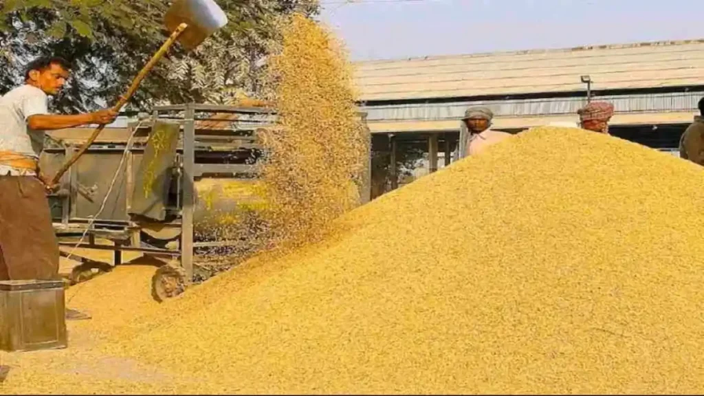Paddy Mandi Bhav