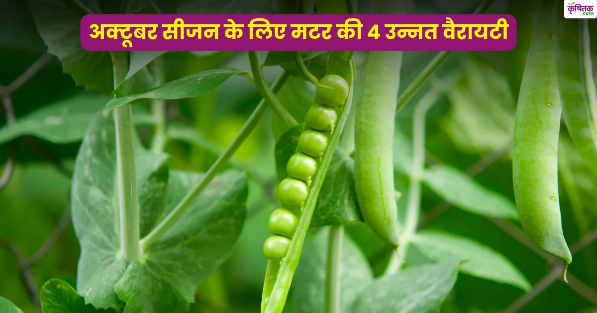 pea-top-4-varieties-october-sowing