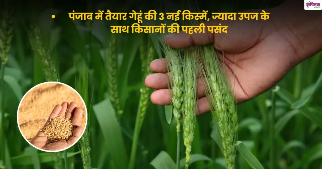 पंजाब में तैयार गेहूं की 3 नई किस्में, ज्यादा उपज के साथ किसानों की पहली पसंद
