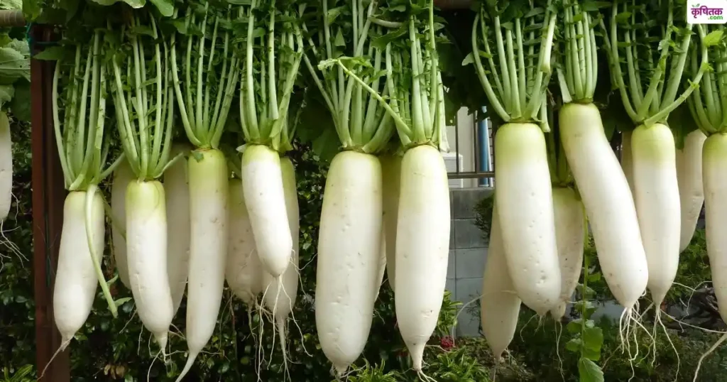 ठण्ड में मूली की खेती के लिए बेस्ट है पूसा चेतकी किस्म, घर बैठे ऐसे मंगवाएं बीज