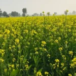 पूसा सरसों-32
