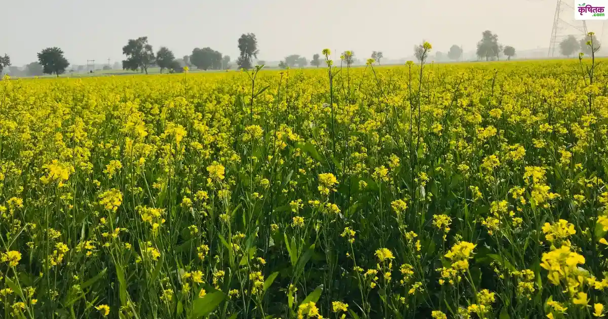 पूसा सरसों-32