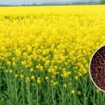 pusa musturd 32 variety