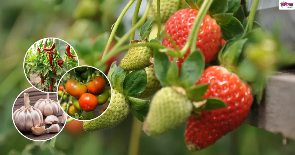strawberry-farming