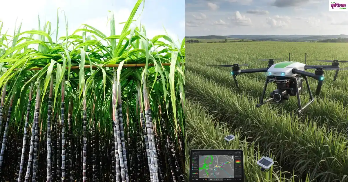 sugarcane-farming-ai-