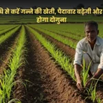 Sugarcane farming pit method