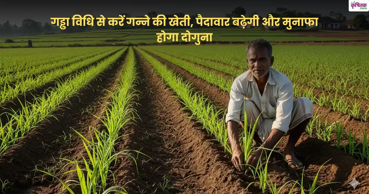 Sugarcane farming pit method