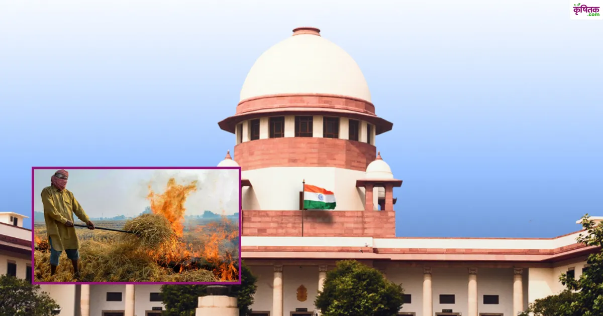 सुप्रीम कोर्ट का कड़ा रुख, कहा– पराली जलाने वालों को जेल भेजो, MSP का लाभ बंद करो
