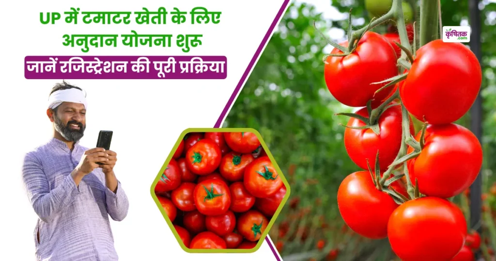 up-tomato-farming-subsidy-registration-portal