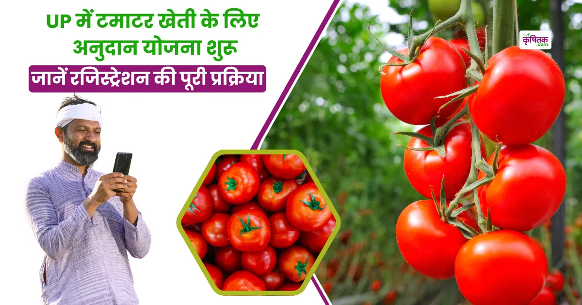 up-tomato-farming-subsidy-registration-portal