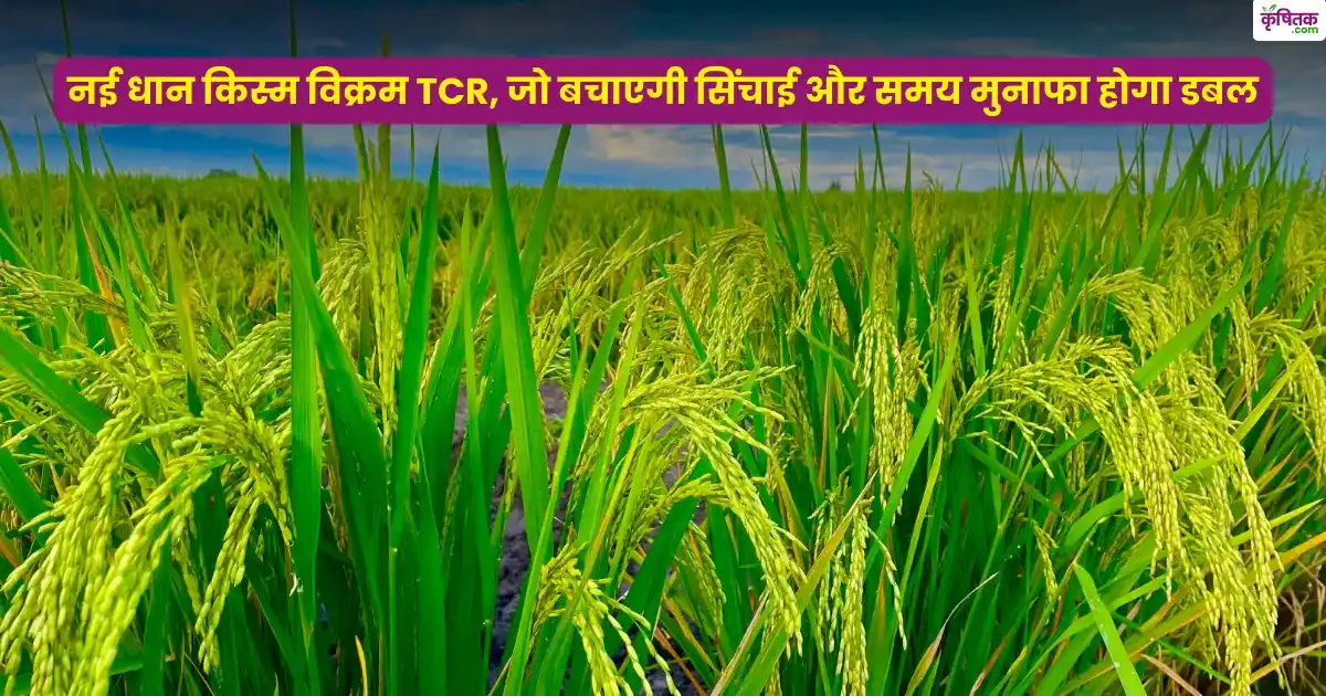 vikram tcr rice new variety
