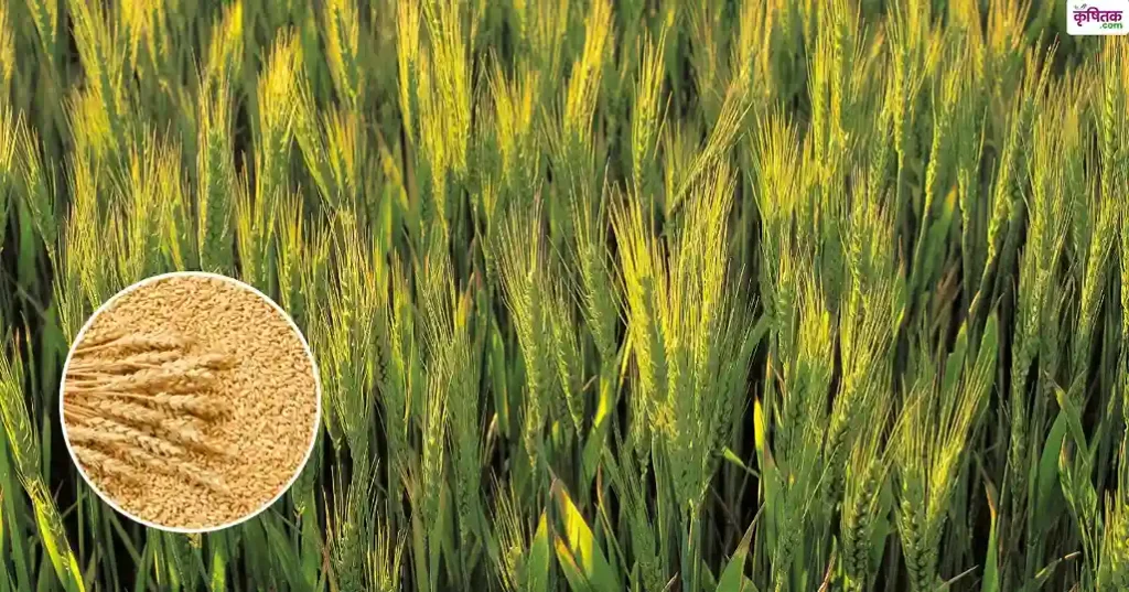 wheat WH-1309