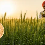 wheat WH-1402 variety