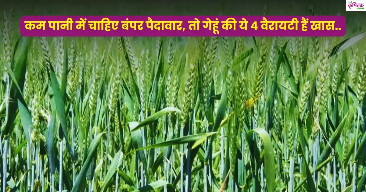 wheat farming top 4 variety