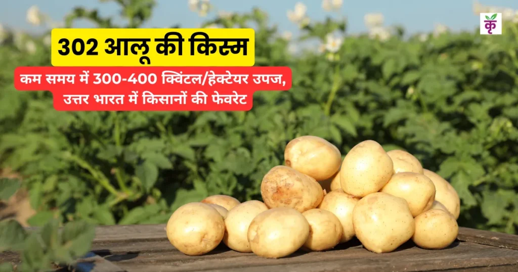 302 आलू