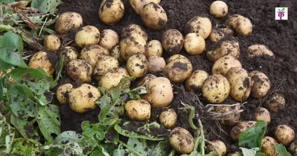 302 आलू की किस्म: कम समय में 300-400 क्विंटल/हेक्टेयर उपज, उत्तर भारत में किसानों की फेवरेट