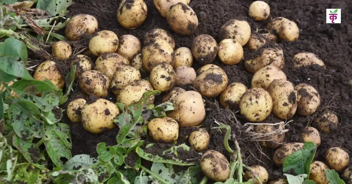 आलू किसानों के लिए सुनहरा मौका: बनास डेयरी और बीज सहकारी ने मिलाया हाथ, बढ़िया बीज से बाजार तक रास्ता आसान