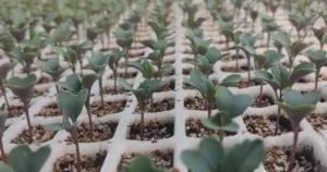 Broccoli Gobhi Ghar Par Ugane Ka Tarika